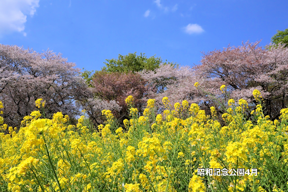 昭和記念公園4月